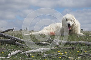 Livestock guardian dog