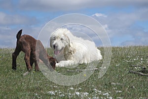 Livestock guardian dog and baby goat