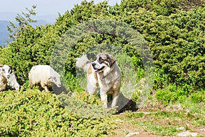 Livestock guardian dog in Carpathian Mountains