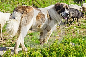 Livestock guardian dog in Carpathian Mountains