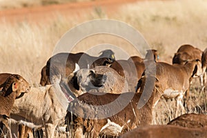 Livestock guarding dog