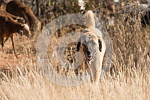 Livestock guarding dog closeup