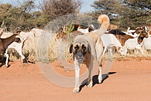 Livestock guarding dog