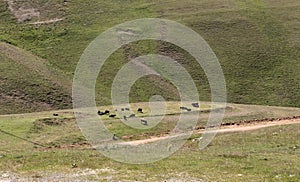 A livestock herd in grazing