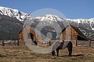 Livestock Horse Grazing Natural Wood Barn Mountain Ranch Winter