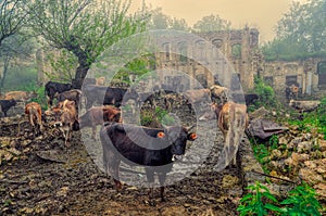 Livestock in Karabakh