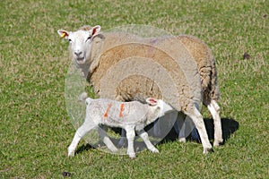 Livestock lamb on sheep