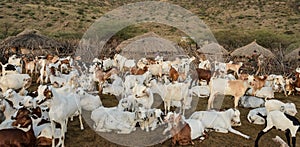 Livestock of maasai tribe in africa