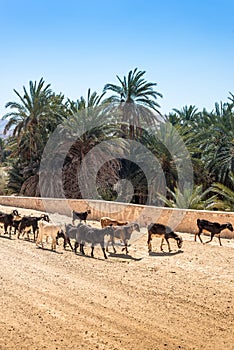 Livestock near Tamaqzah in Tozeur, Tunisia