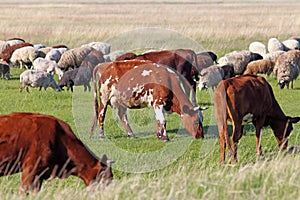 Livestock photo