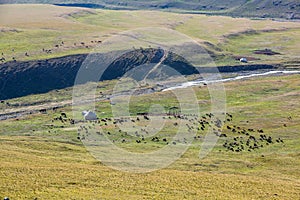 Livestock pasturing near yurt