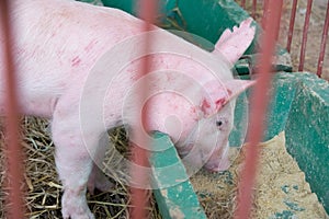 Livestock - Piggy eating feed in sty farm photo