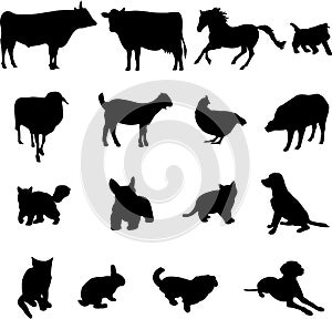 Livestock and poultry