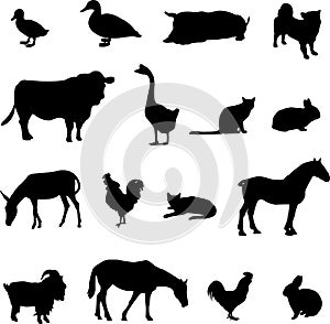 Livestock and poultry