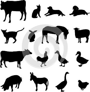 Livestock and poultry