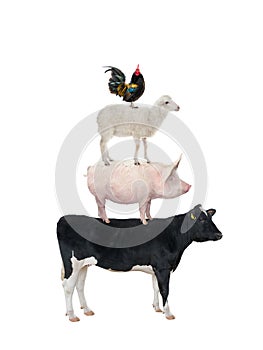 Livestock and poultry icons rooster sheep pig cow. animals isolated on white