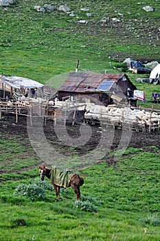 A livestock settlement in the mountainous areas where cattle breeders prepare dairy products during the summer photo