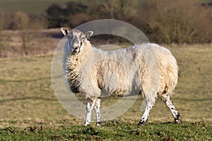 Livestock - Sheep