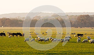 Livestock with sheep at sunrise