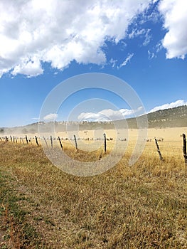 Livestock sheep trail moving along fence line