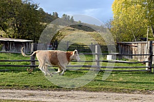 Livestock on the street of the mountain village Generalka of the Altai Territory
