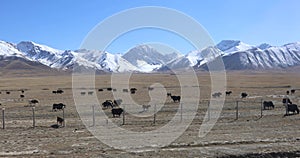 Livestock in Tien Shan Mountains, Kyrgyzstan