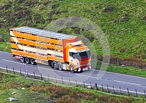 Livestock in truck trailer transport