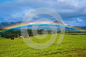 Livestock under a rainbow, kauai, hawaii