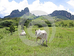 Livestock in Venezuela