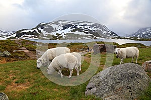 Livestock in Vestfold og Telemark, Norway photo