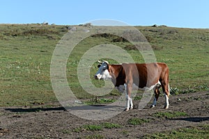 Livestock in the vicinity of the village of Ust-White Altai Territory