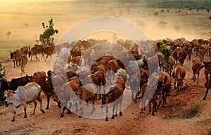 Livestock at Vietnam, cowboy herd cows on meadow