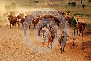 Livestock at Vietnam, cowboy herd cows on meadow