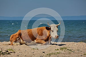 Livestock walking on the shore of Lake Baikal.