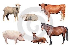 Livestock photo