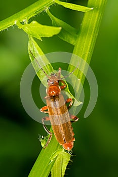 Livid Soldier Beetle - Cantharis livida