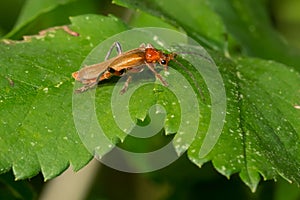 Livid Soldier Beetle - Cantharis livida