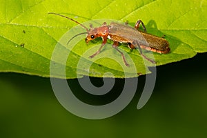 Livid Soldier Beetle - Cantharis livida