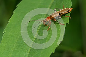 Livid Soldier Beetle - Cantharis livida