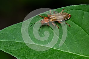 Livid Soldier Beetle - Cantharis livida