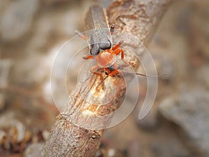 Livid soldier beetle (cantharis livida) in macro details on blurred background