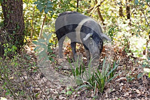 Cinta Senese - Wild Pig photo