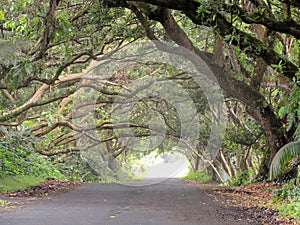 Living Arches of Monkey Pod trees growing over a street on the big island of Hawaii