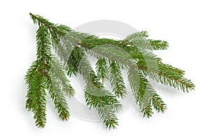 Living branch of spruce on a white background