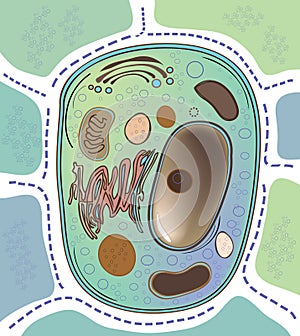 Living cell of the human or animal body. Biology. Cytology