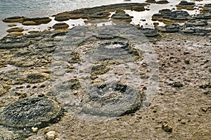 Living colonies of stromatolites on the shore of Lake Thetis, Western Australia