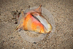 Living conch with animal inside sits on beach sand in St. Thomas