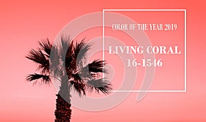 Living Coral, the Color of the Year 2019