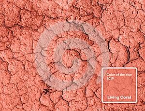 Living Coral color of the Year 2019. Drought parched earth with coral in trendy color