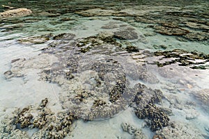 Living coral reef during low tide in Mai Ngam beach, Surin island national park, Thailand
